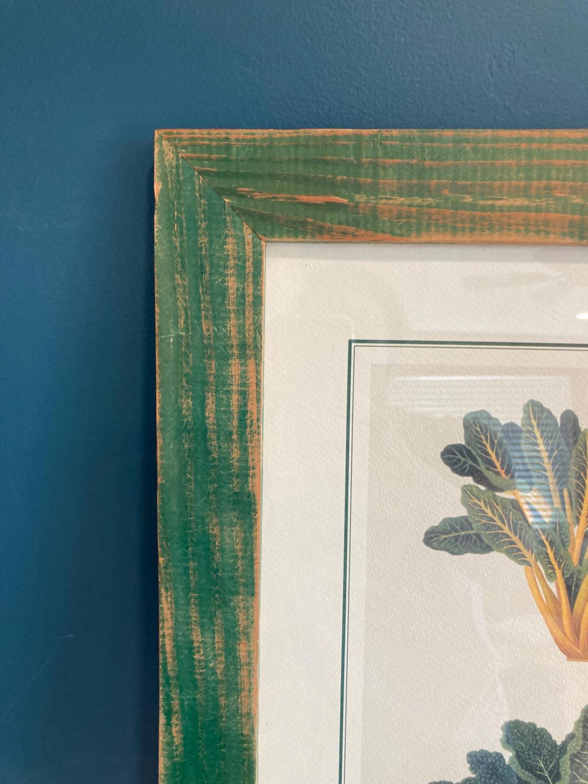 Vintage Ernst Benary Erfurt Swiss Chard Framed Print