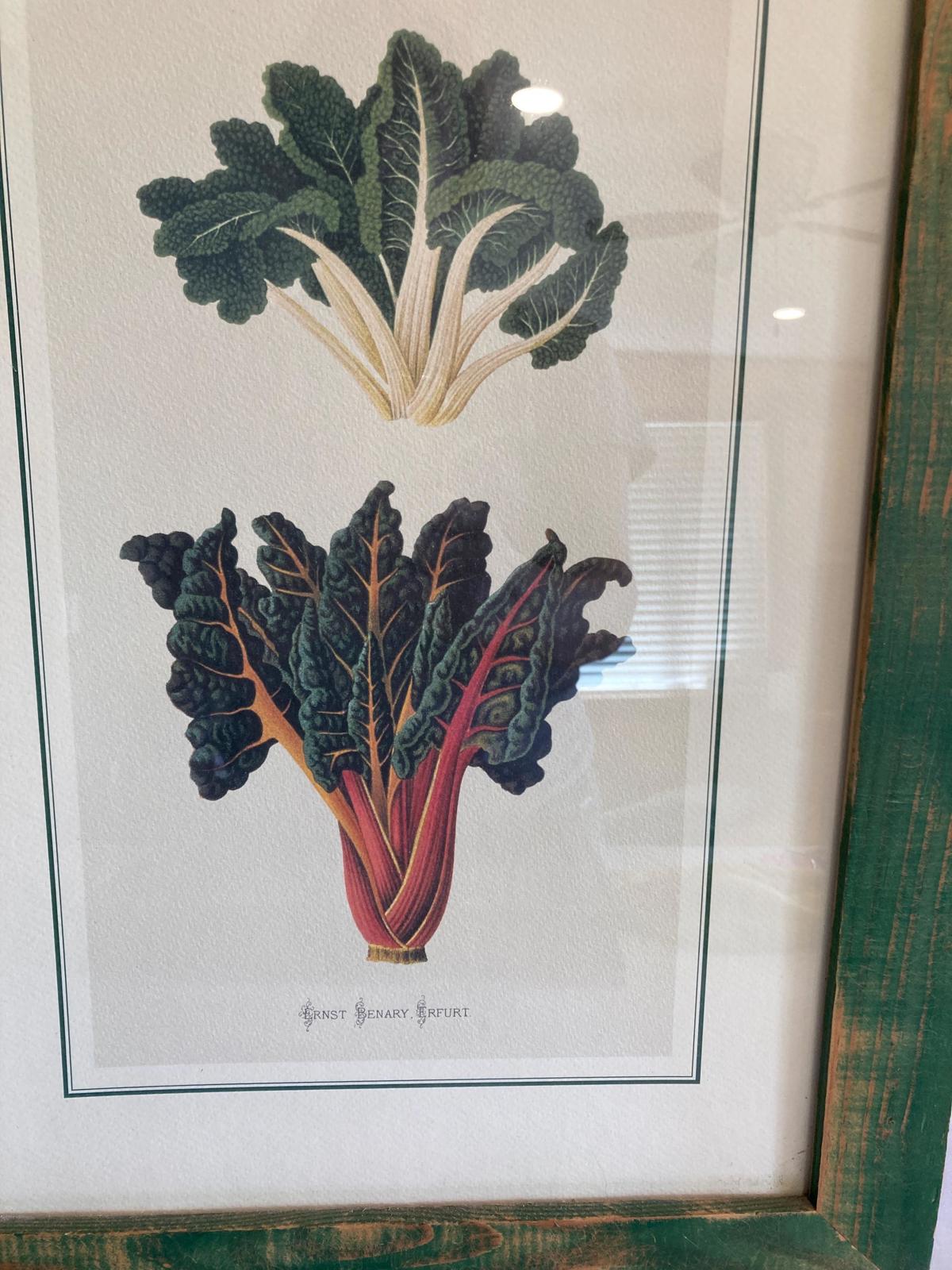 Vintage Ernst Benary Erfurt Swiss Chard Framed Print