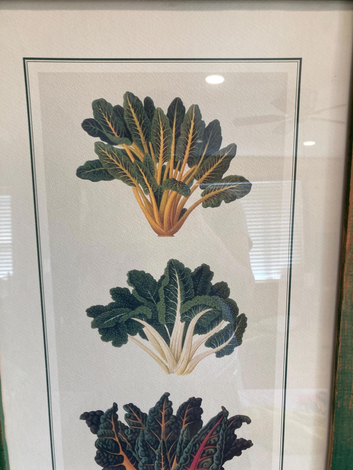 Vintage Ernst Benary Erfurt Swiss Chard Framed Print