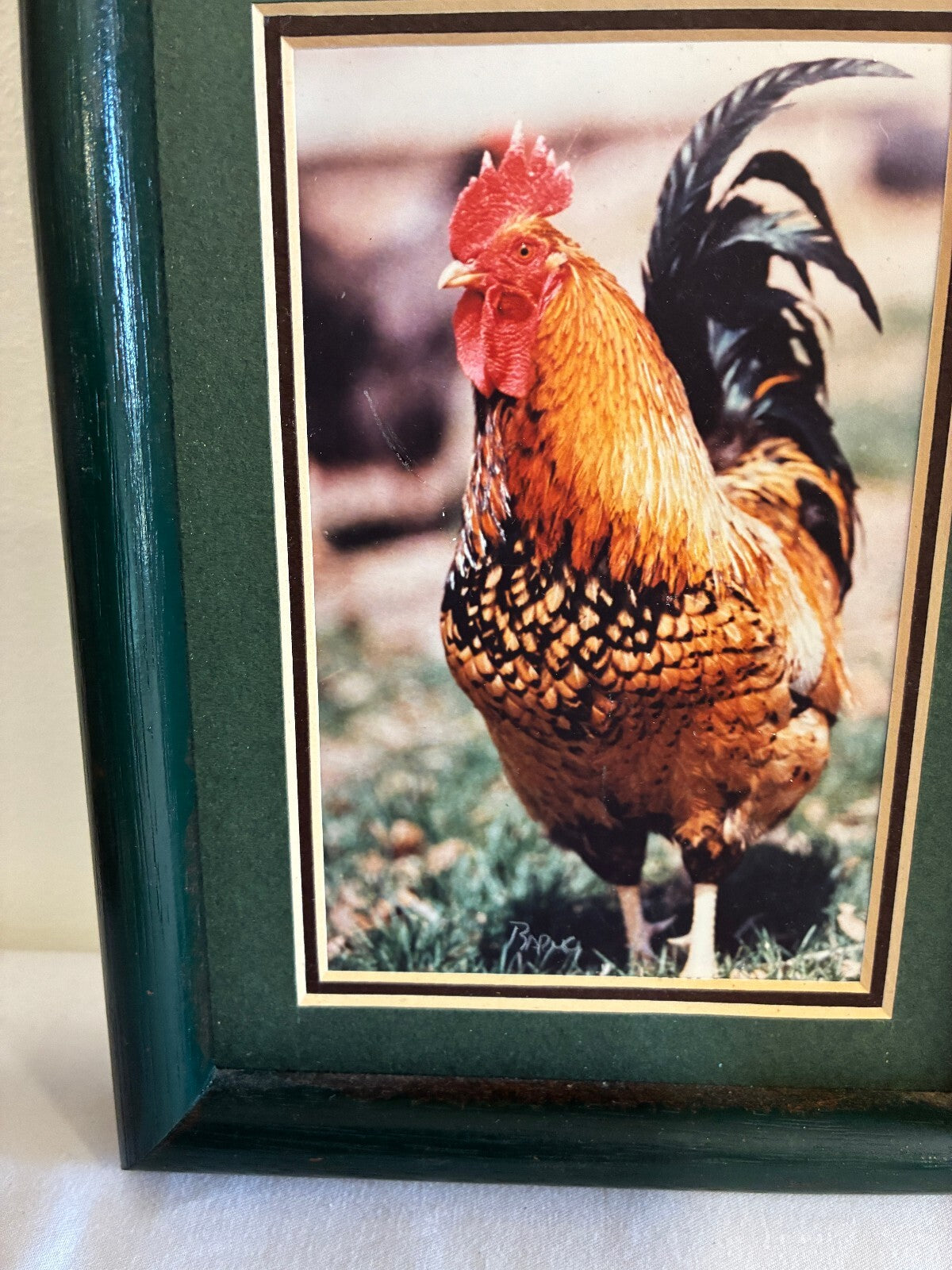 Vintage Signed Chicken Photograph in Wood Frame | Farmhouse Wall Art
