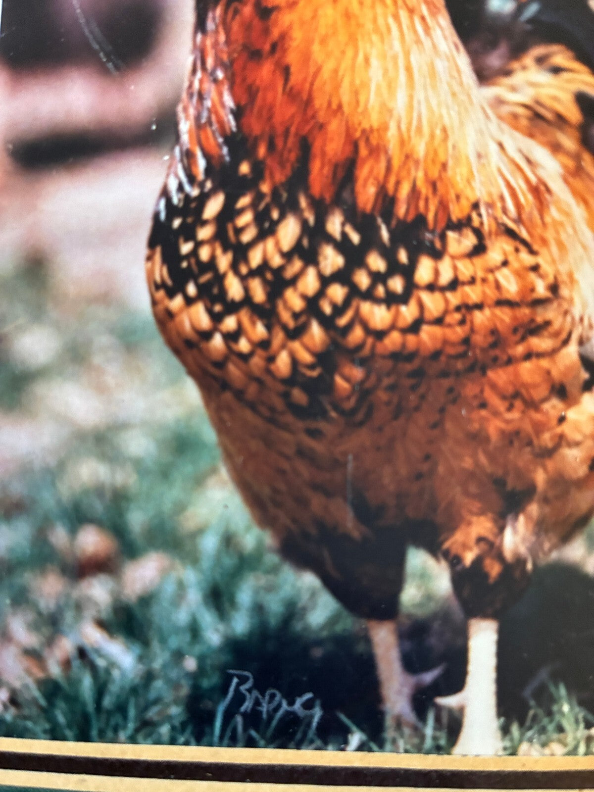 Vintage Signed Chicken Photograph in Wood Frame | Farmhouse Wall Art