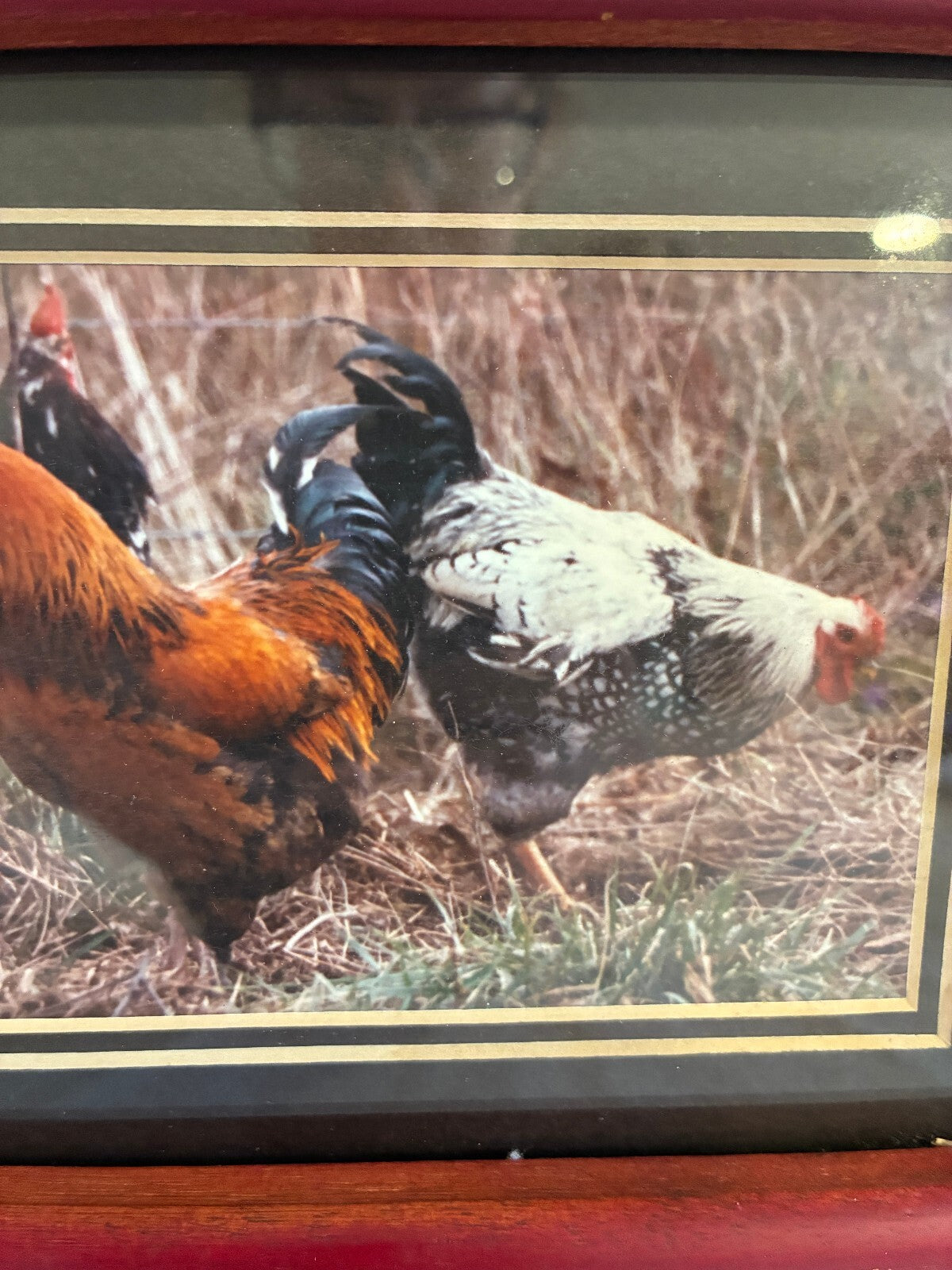 Vintage Signed Rooster Photograph in Wood Frame | Farmhouse Chicken Wall Art