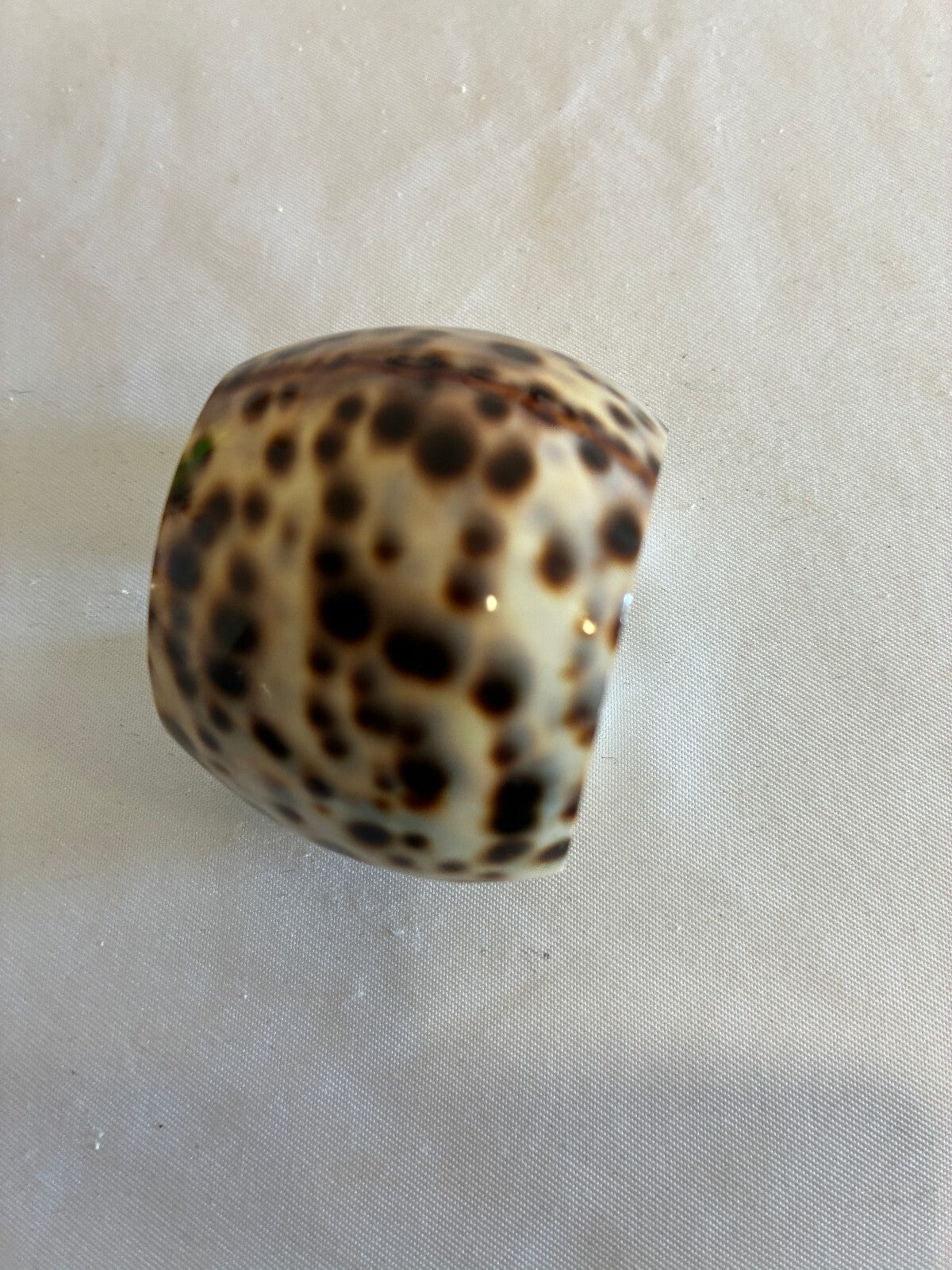 Set of 4 Cowrie Shell Tiger Napkin Rings, Spotted Seashell Table Decor, Coastal