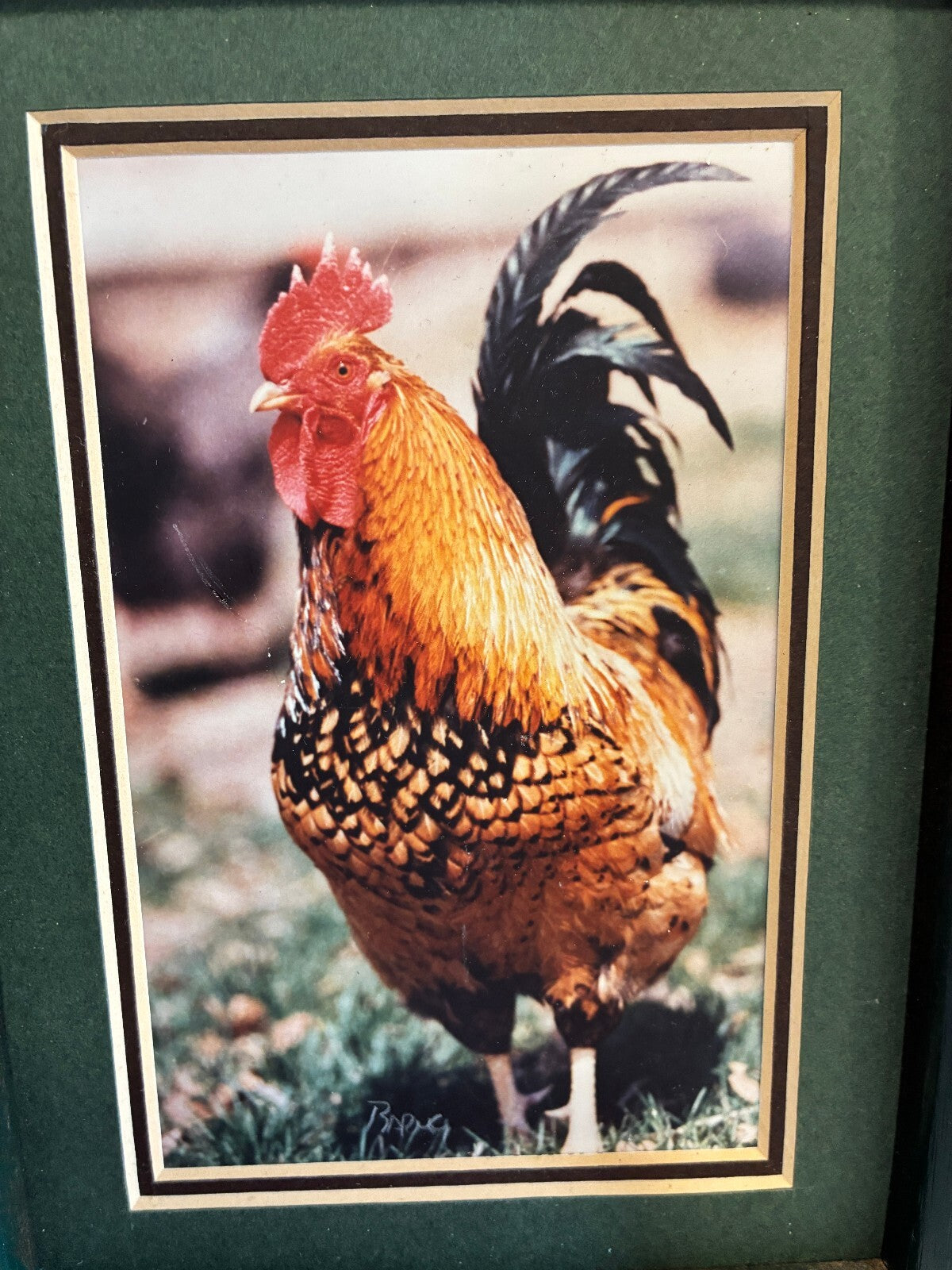 Vintage Signed Chicken Photograph in Wood Frame | Farmhouse Wall Art