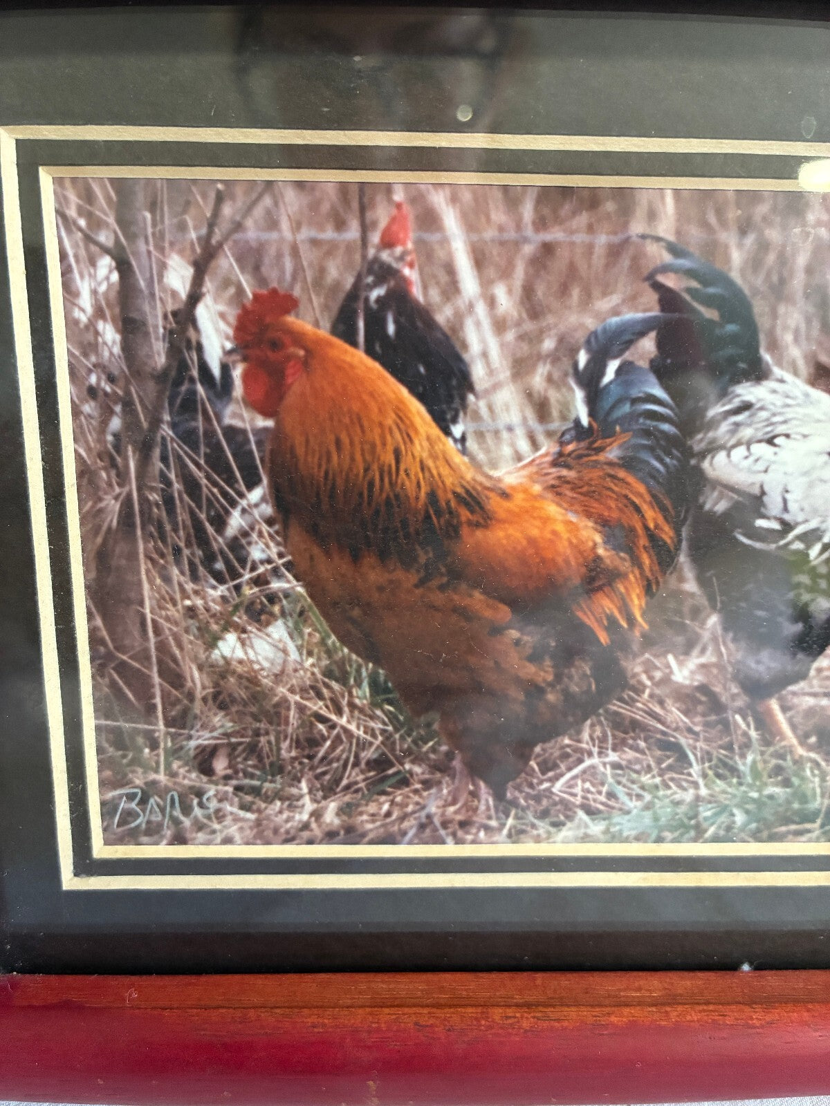 Vintage Signed Rooster Photograph in Wood Frame | Farmhouse Chicken Wall Art